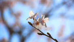 Live-action video Sakura-cherry blossom-16