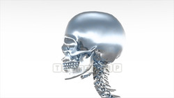 Image CG skeleton Bone