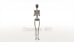 Image CG skeleton Skeleton