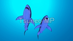 Illustration CG sharks