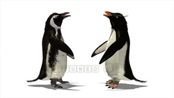 映像CG ペンギン Penguin120422-003