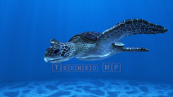 圖像 CG 海龜