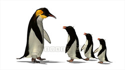 映像CG ペンギン Penguin120421-007