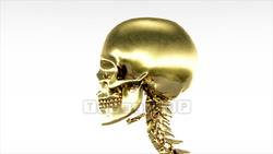 Image CG skeleton Bone